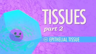 Episode 3 Tissues, Part 2 - Epithelial Tissue