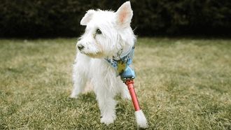 Episode 3 Mission: Im-paw-sible
