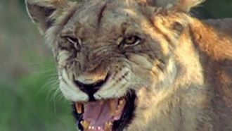 Episode 2 Sabertooth Cat