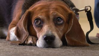 Episode 4 Pop! Goes the Beagle
