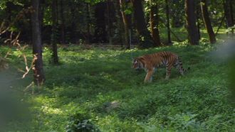 Episode 2 The Tiger's Dance