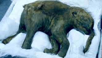 Episode 10 The Ancient Oland Massacre