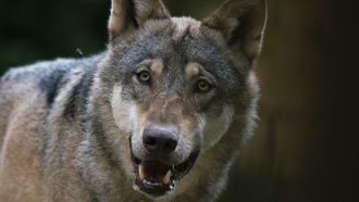 Episode 3 Defending Wild Dogs