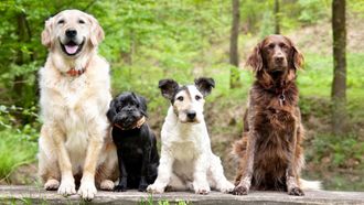 Episode 2 Dog Tales