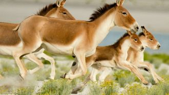 Episode 3 Wild Stallions of the Himalayas