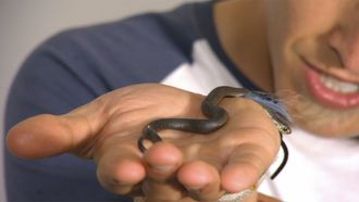 Episode 3 Tiger Snake