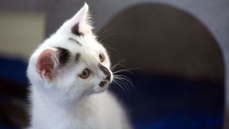 Episode 1 Cat's Eye View