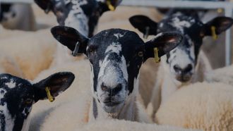 Episode 2 Sheeping