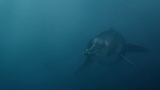 Episode 5 Monster Shark