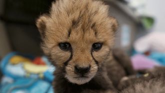 Episode 2 Love is a Cheetah Cub