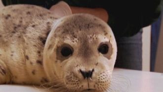 Episode 17 Ocean Animal Emergency