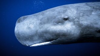 Episode 4 Ocean Giants