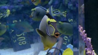 Episode 2 Swimming with the Sharks