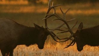 Episode 15 Antler Assault