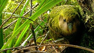 Episode 5 Kakapo