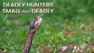 Episode 2 Small but Deadly