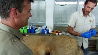 Episode 1 The Lion Dentist