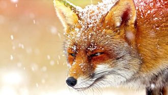 Episode 5 Foxes