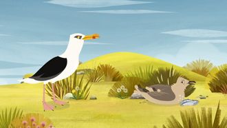 Episode 6 The Great Gull