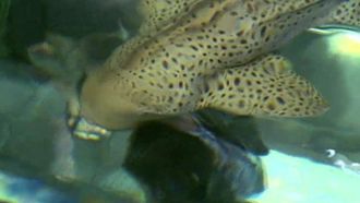Episode 10 Virtual Sea Adventure