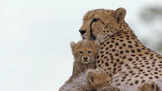 Episode 1 Cheetah