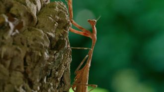 Episode 5 Praying Mantis