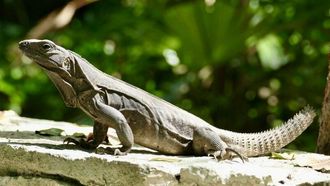 Episode 12 Panther Chameleon
