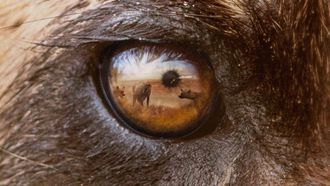 Episode 5 Wild Dog