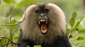 Episode 7 Rajan Monkey on a Mission