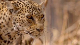 Episode 1 The Hungry Leopard
