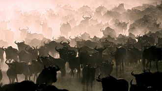 Episode 3 The Great Migration
