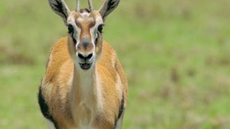 Episode 10 Thomson's Gazelle
