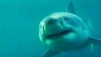 Episode 5 The Deadliest Shark
