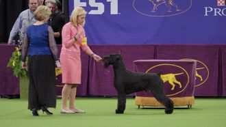 Episode 1 Westminster Dog Show