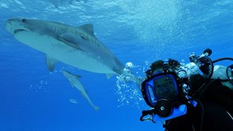 Episode 8 Shark Rescue Special