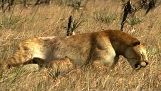 Episode 4 Saving the Sabretooth