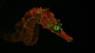 Episode 14 Creatures of Light