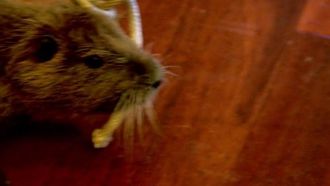 Episode 3 Swamp Rat Race
