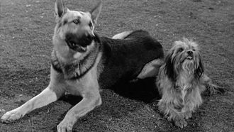 Episode 25 A Tale of Two Dogs