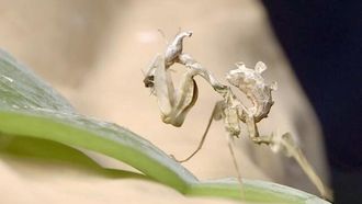 Episode 19 Devil Flower Mantis