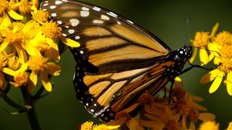 Episode 1 The Incredible Journey of the Butterflies
