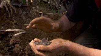 Episode 3 Rat Attack
