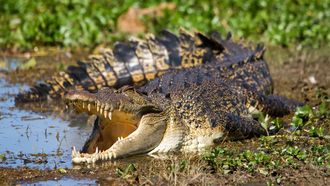 Episode 3 Reptile Realm