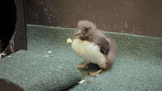 Episode 7 Puffin But Trouble