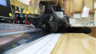 Episode 2 Hooked on a Feline