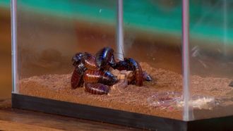 Episode 2 Nursing & Insects