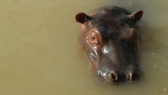 Episode 1 Cocaine Hippos