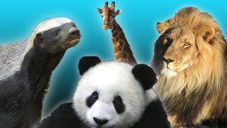 Episode 9 Best Animal Ever