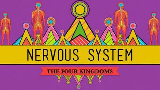 Episode 26 Nervous System