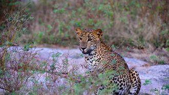 Episode 2 Leopard Battleground
